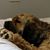 Diane Verrochi's profile image
