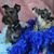 Erica Osborne's profile image