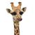 Atena Salo's profile image