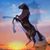 Sandy Rininger's profile image