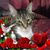 Wendy Carlsness's profile image