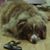 Linda Roe's profile image