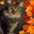 Terri Lariccia's profile image