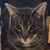Stephanie Poe McCook's profile image