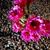 Roxanne Johnson Wigen's profile image