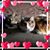 Stacey Sturgeon's profile image