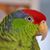 Diane Peparata's profile image