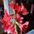 Julia Corbin Beck's profile image