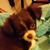Sharon Schmitz's profile image