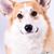 Kathy Syring's profile image