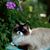 Alison Wilson's profile image