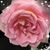 Vicky Hines's profile image