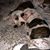 Rocio Diaz's profile image