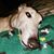 Crystal Dellafave-Joyner's profile image