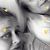 Sylvia Kay Cline's profile image