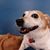 Angela Peterson-Williams's profile image