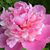 Lois Aguirre's profile image