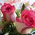 Lucky Ladyana's profile image
