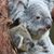 Lomba Mensch's profile image