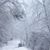 Lisa J. Snodgrass's profile image
