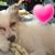 Shani Voyer's profile image