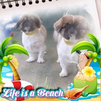 Cindy Delligatti's profile image