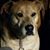 Shanna Davenport Gilbert's profile image