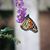 Susan Updike's profile image