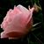 Denise Coppess's profile image