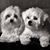 Donna Kurth's profile image