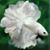 Mariah Rose's profile image