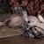 Melissa Grant DeSantis's profile image