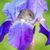 Evelyn Britner's profile image