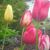 Sharon Mcmurdy's profile image