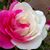 Brenda White's profile image