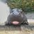 Susan Carlock's profile image