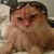 Felijandro von Waffle's profile image