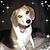 Shaun Woerner's profile image