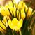 Lynne Solski's profile image