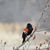 Pat Gardiner Belanger's profile image