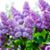 Kelly Hutchison Sharp's profile image