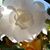 Jeri Rose's profile image