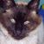 Rosemary Freeland Crecelius's profile image