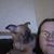 Wendy Thomas's profile image