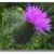 Fiona Fuerhaupter's profile image