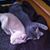 Stacey Dussault's profile image
