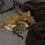 Laura St Clair Charles's profile image