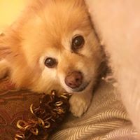 Merre Phillips's profile image