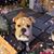 Tracy Knechtges Fosmore's profile image