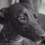 Lynne Underwood's profile image